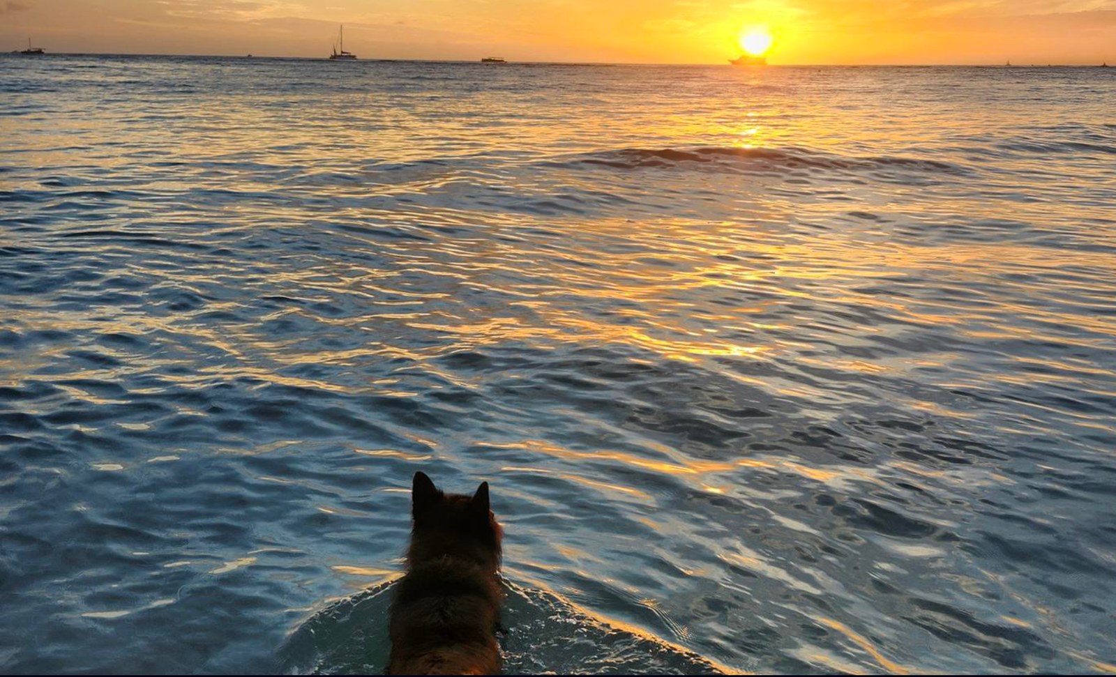Belgian Tervuren near the ocean