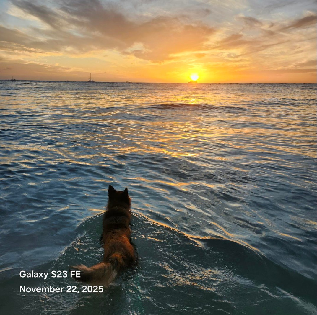 Belgian Tervuren looking toward a sunset over the ocean