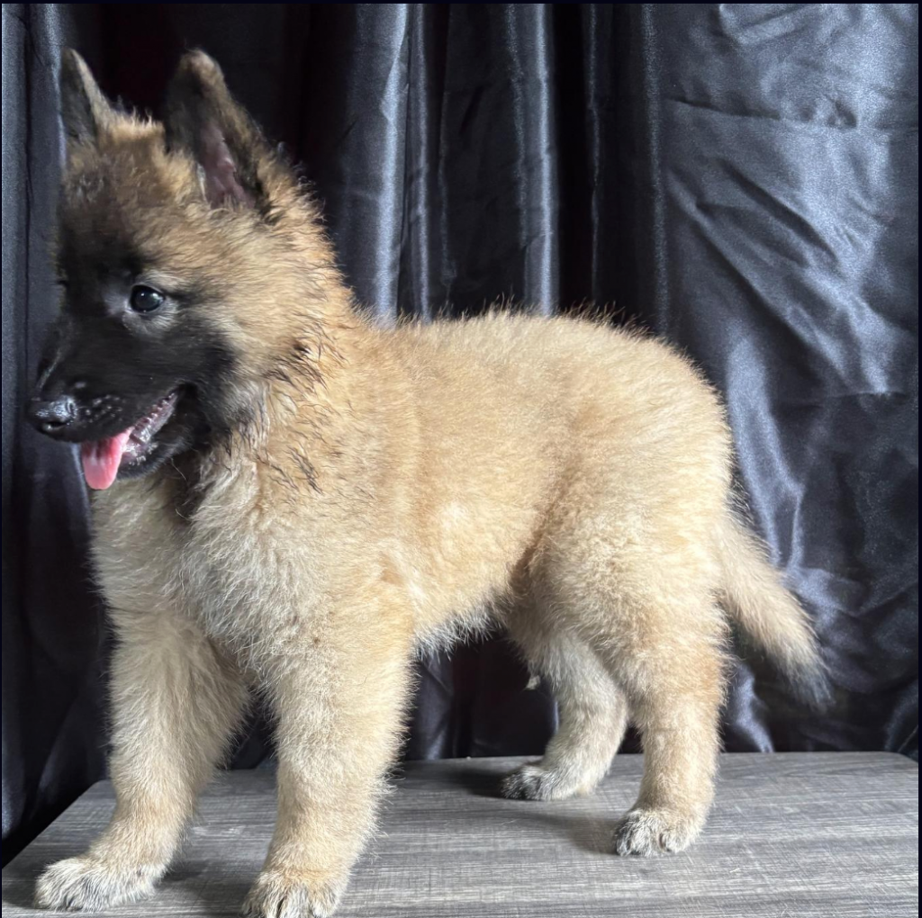 Red Puppy Litter B